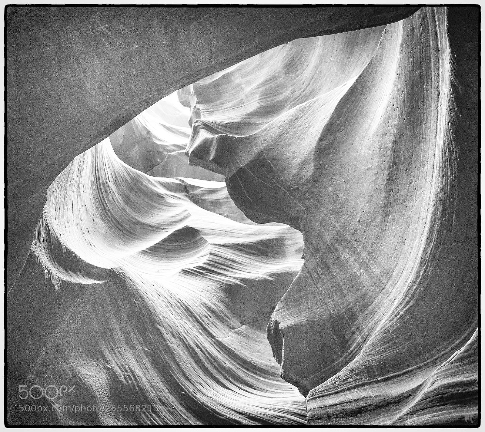 Nikon D5 sample photo. Heart of antelope photography