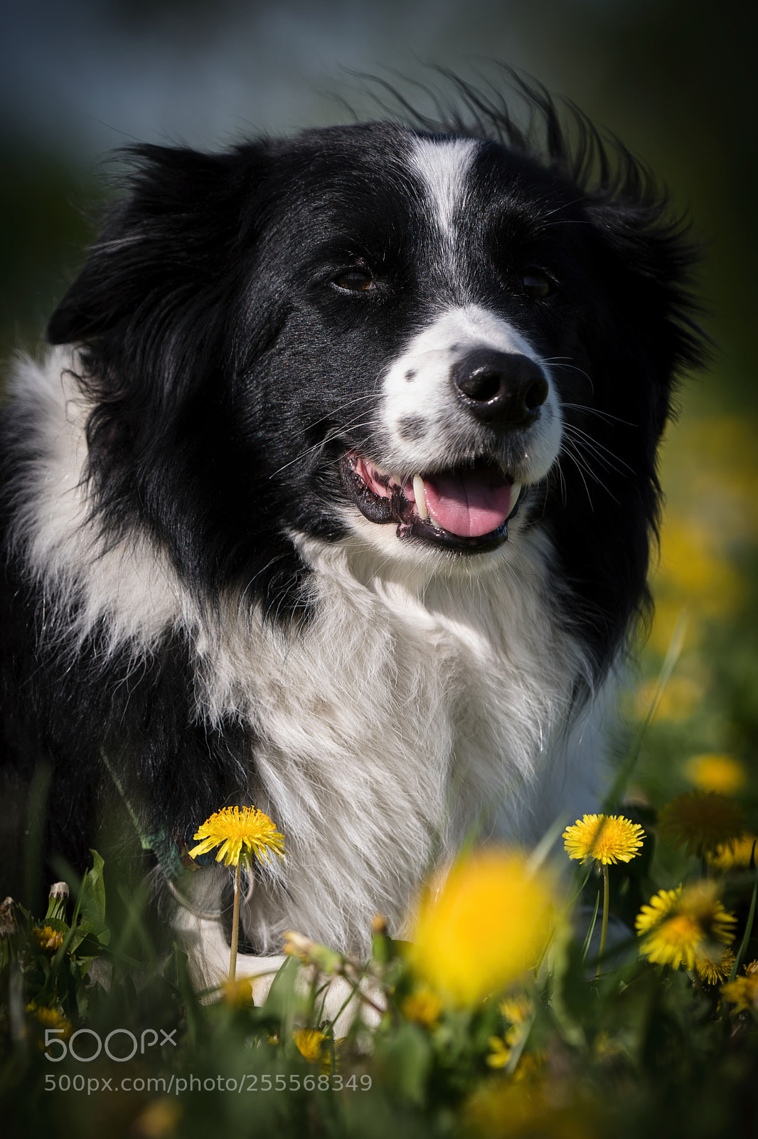 Nikon D850 sample photo. Der checker photography