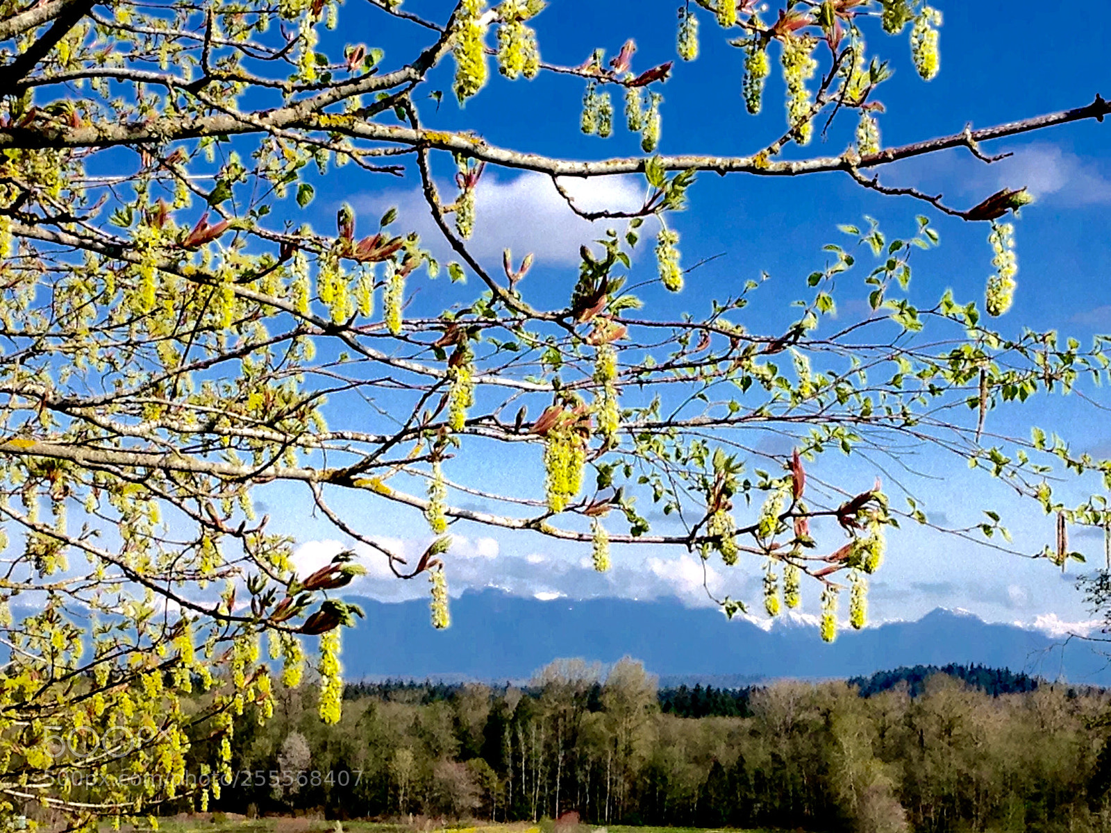 Apple iPhone 5c sample photo. Img photography