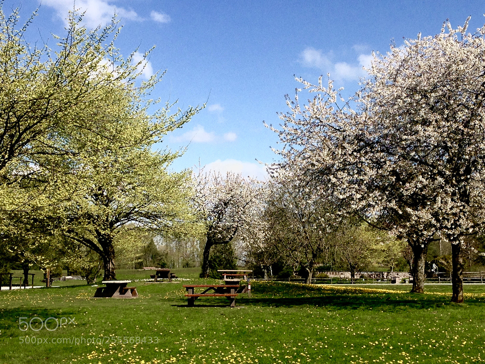Apple iPhone 5c sample photo. Img photography