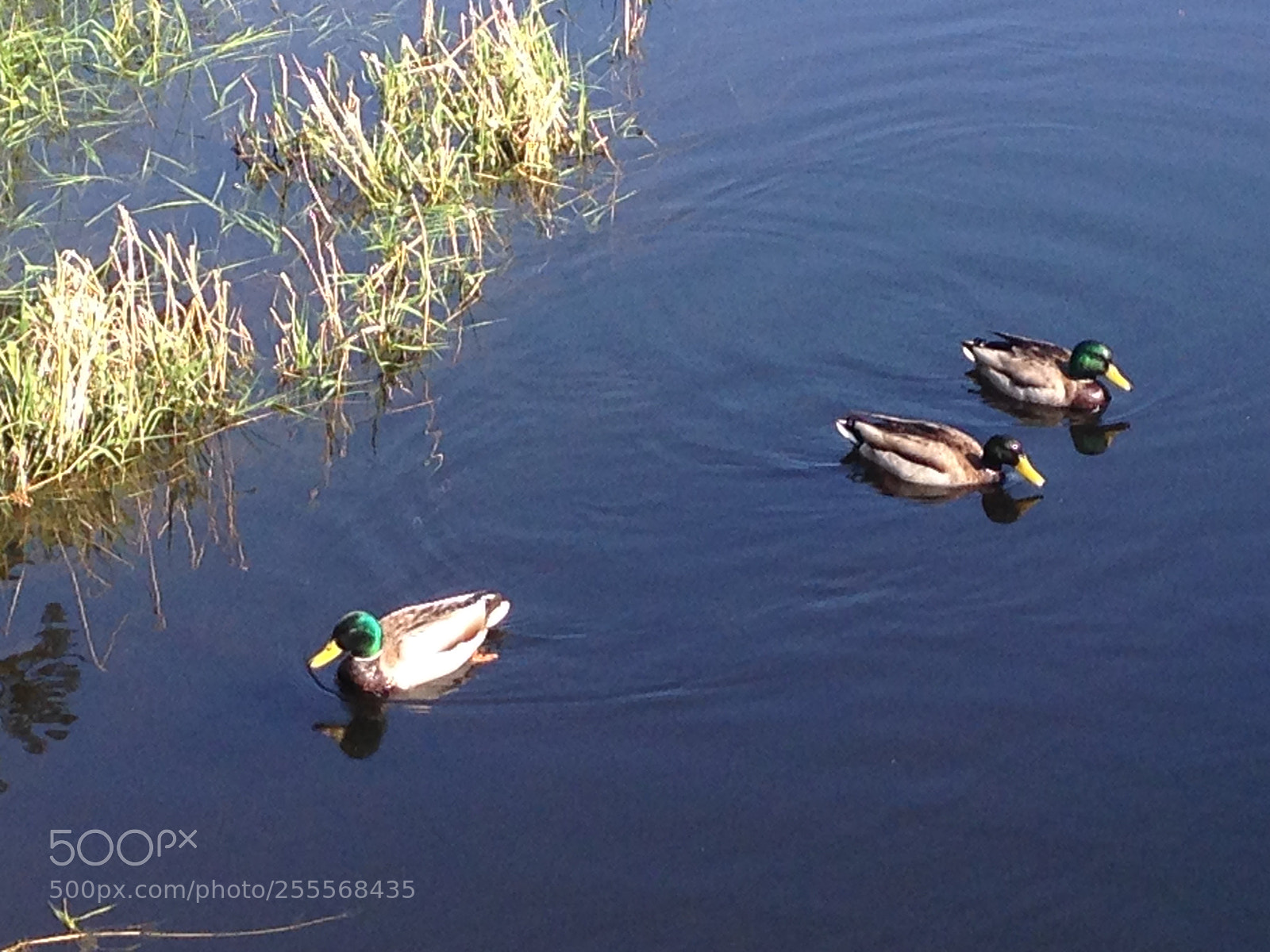 Apple iPhone 5c sample photo. Img photography