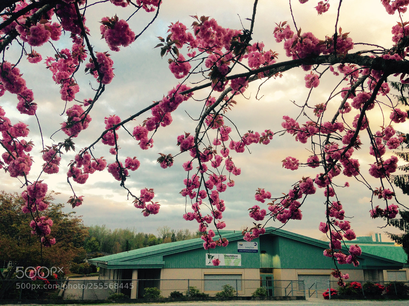Apple iPhone 5c sample photo. Img photography
