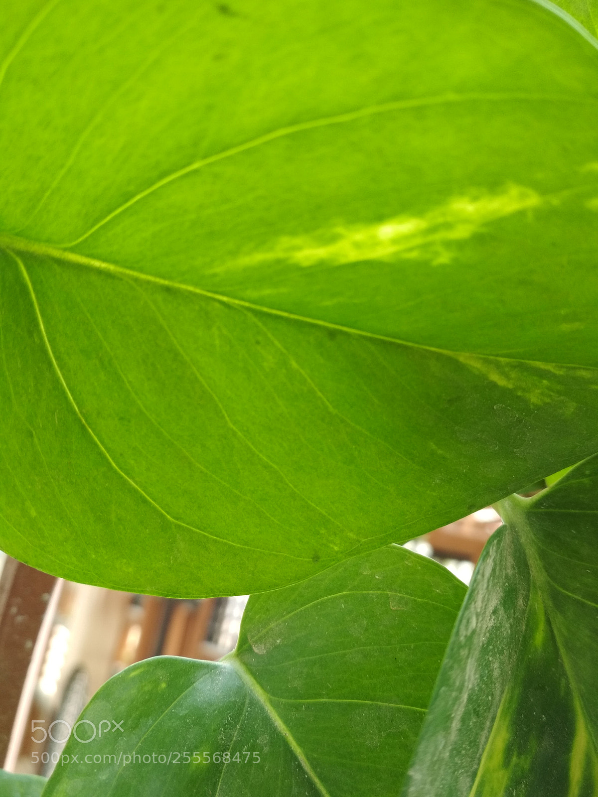 Xiaomi Redmi 4 Pro sample photo. Leaf photography