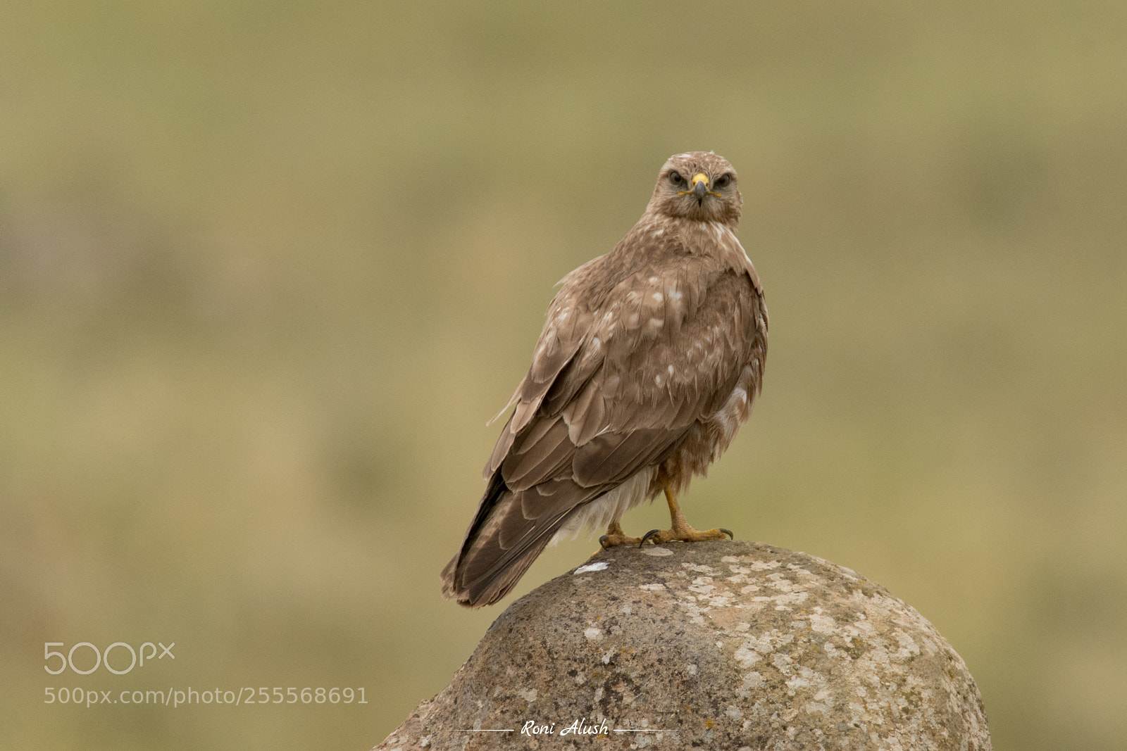 Nikon D500 sample photo. Bird of prey photography