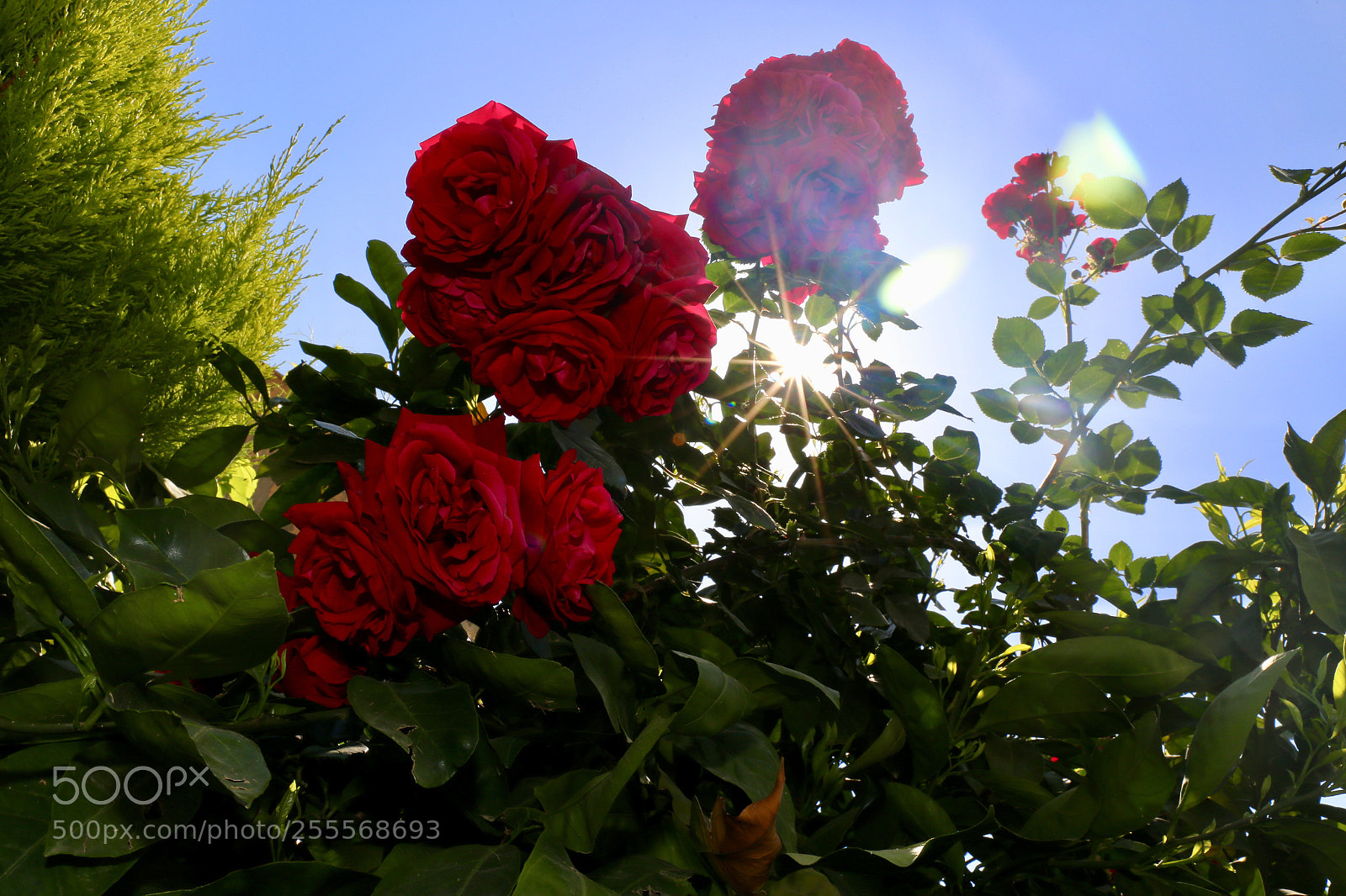Canon EOS 6D sample photo. Sunshine 
 photography
