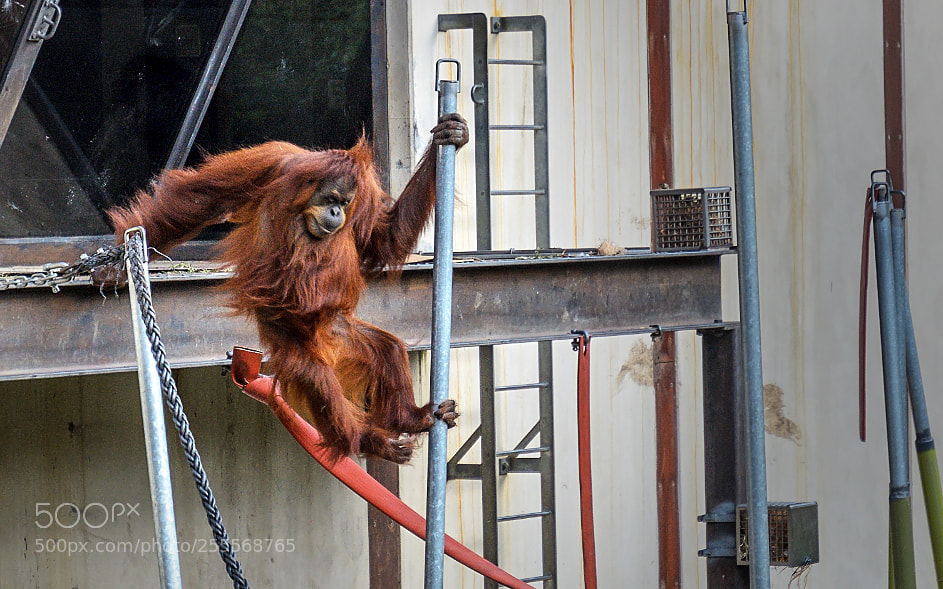 Nikon D7000 sample photo. 180409-002 orangutan melbourne zoo photography