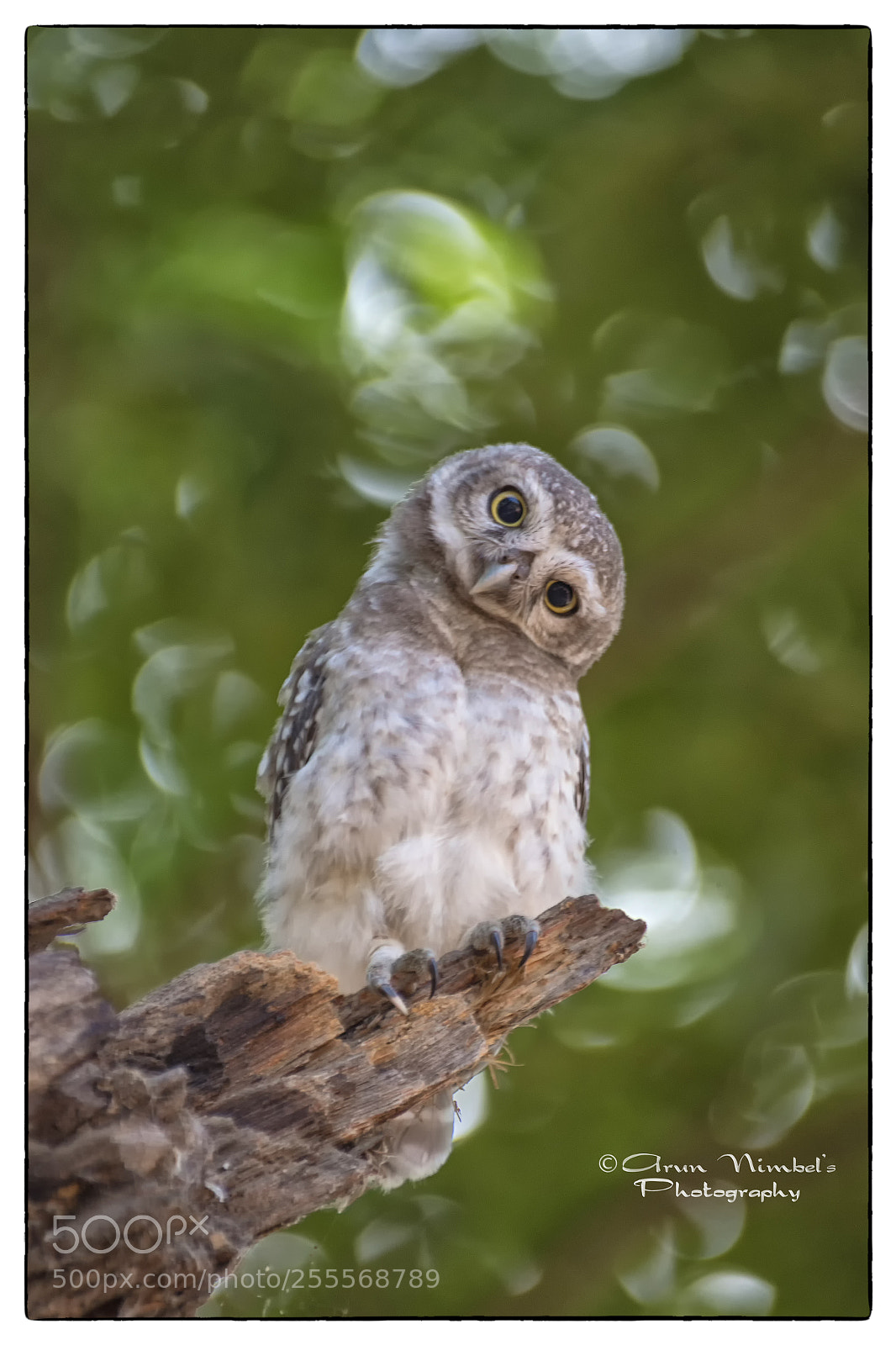 Sony SLT-A68 sample photo. Cute pose. spotted owlet. photography