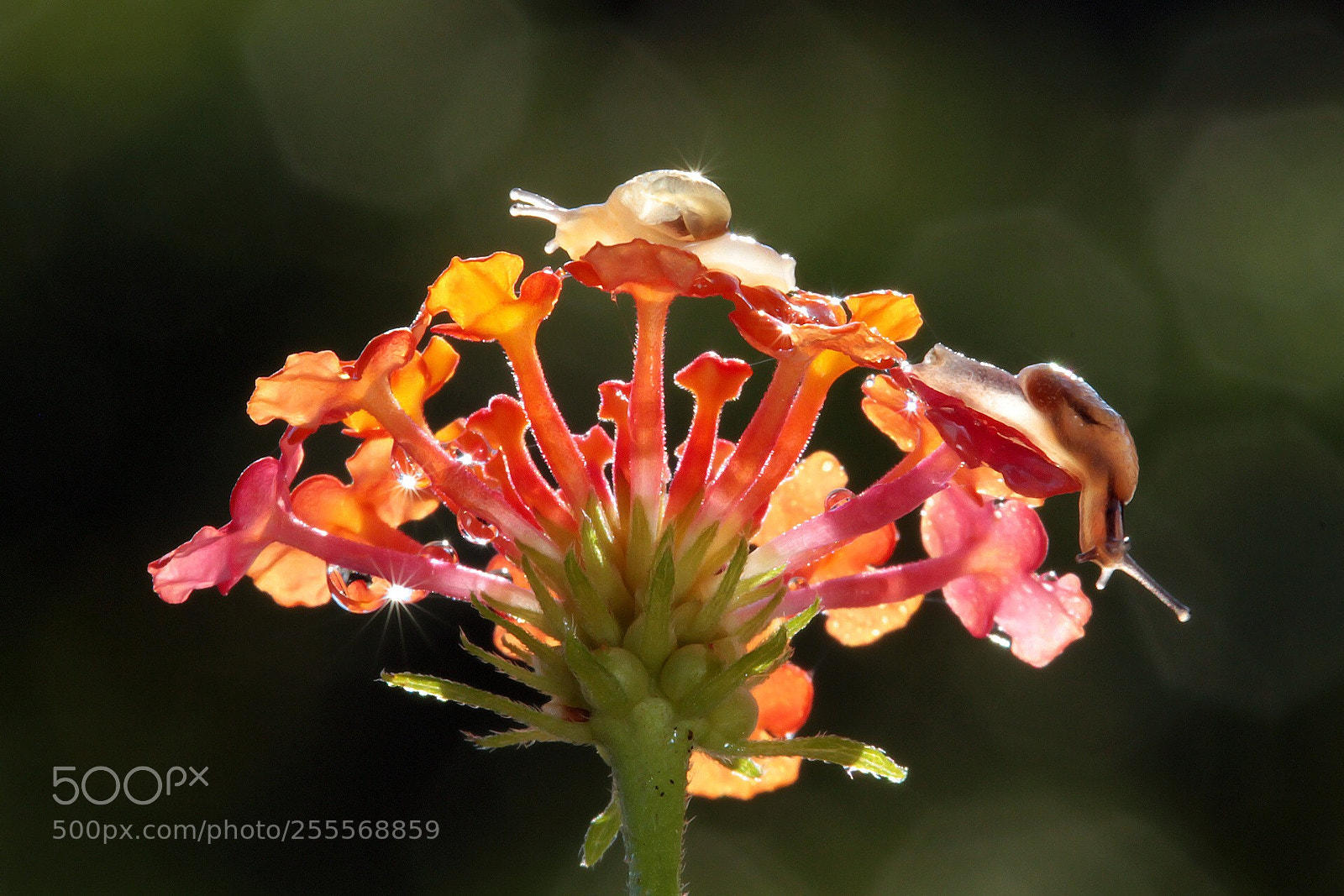 Canon EOS 7D sample photo. We love flowers! photography