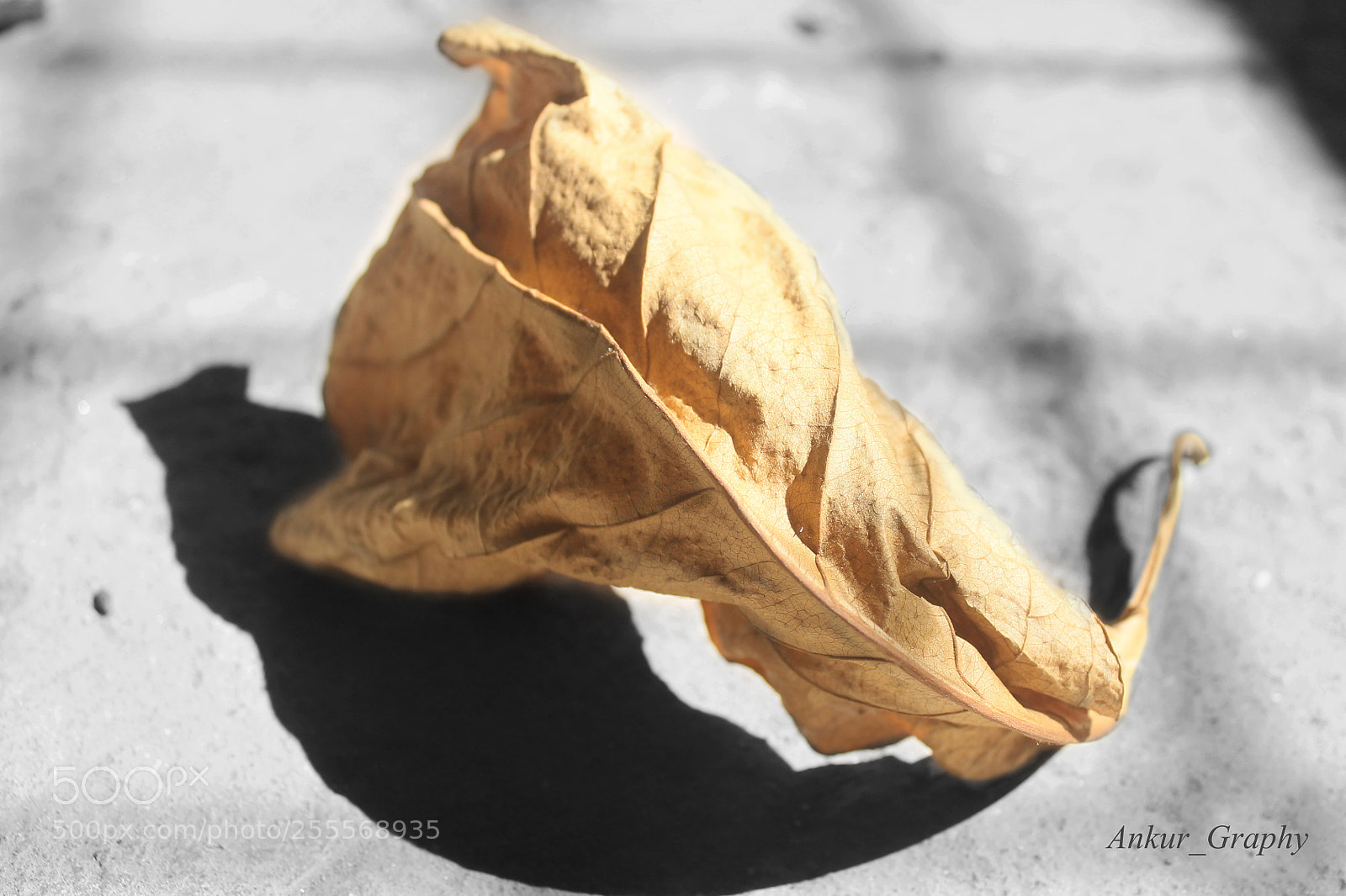 Canon EOS 1100D (EOS Rebel T3 / EOS Kiss X50) sample photo. Golden leaf! photography