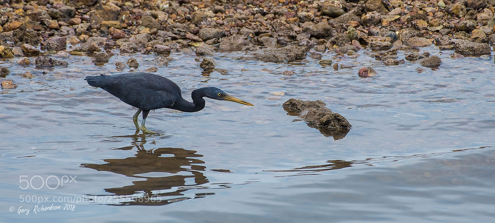 Nikon D500 sample photo. Pacific reef egret koh photography