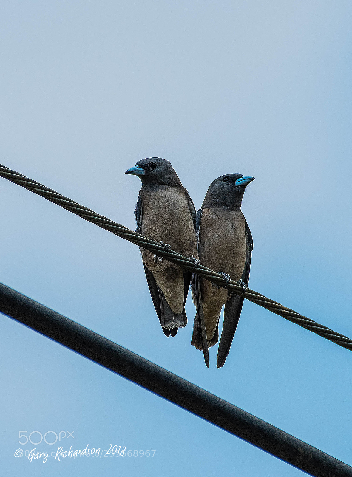 Nikon D500 sample photo. Ashy woodswallow pak chong photography
