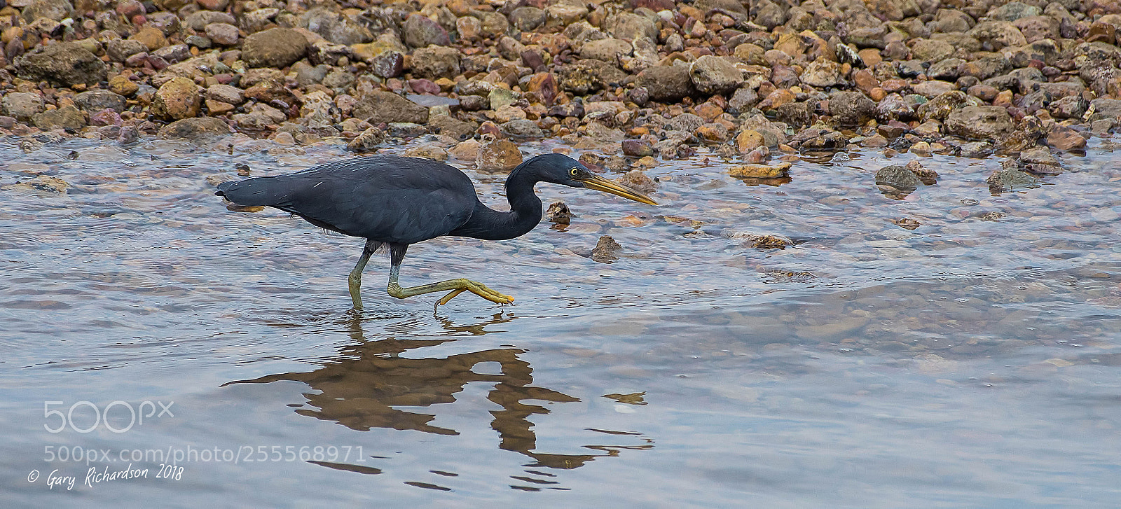 Nikon D500 sample photo. Pacific reef egret koh photography