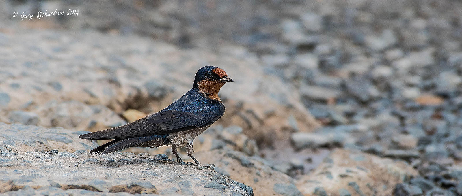 Nikon D500 sample photo. Pacific swallow koh chang photography