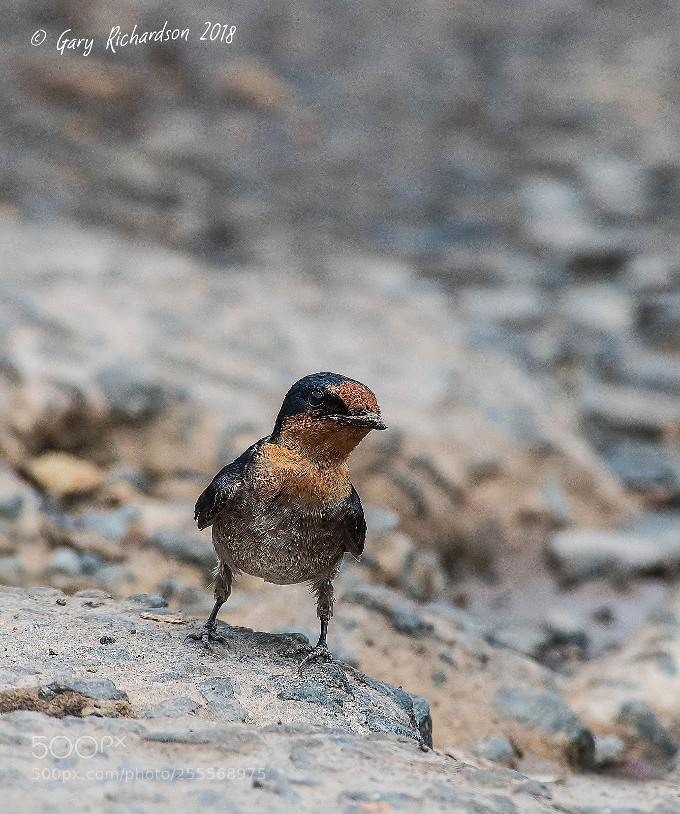 Nikon D500 sample photo. Pacific swallow koh chang photography