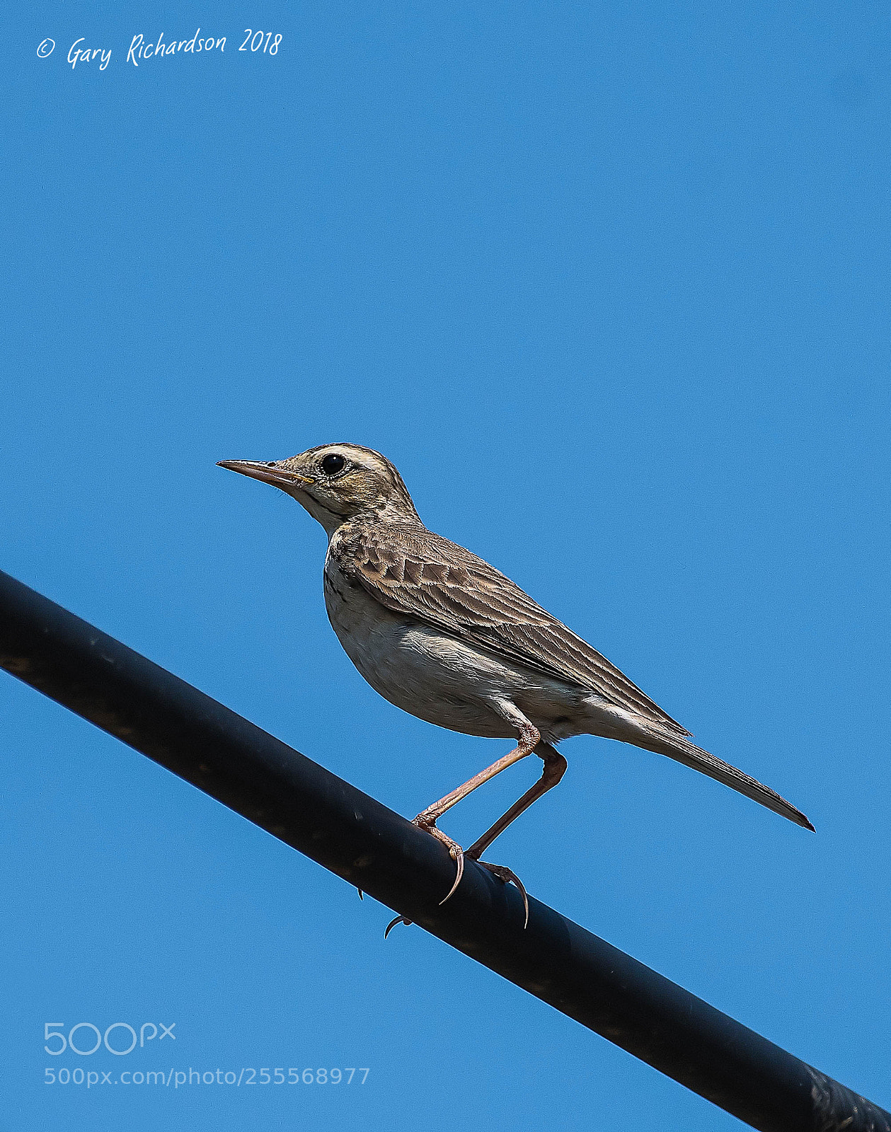 Nikon D500 sample photo. Paddyfield pipit pak chong photography