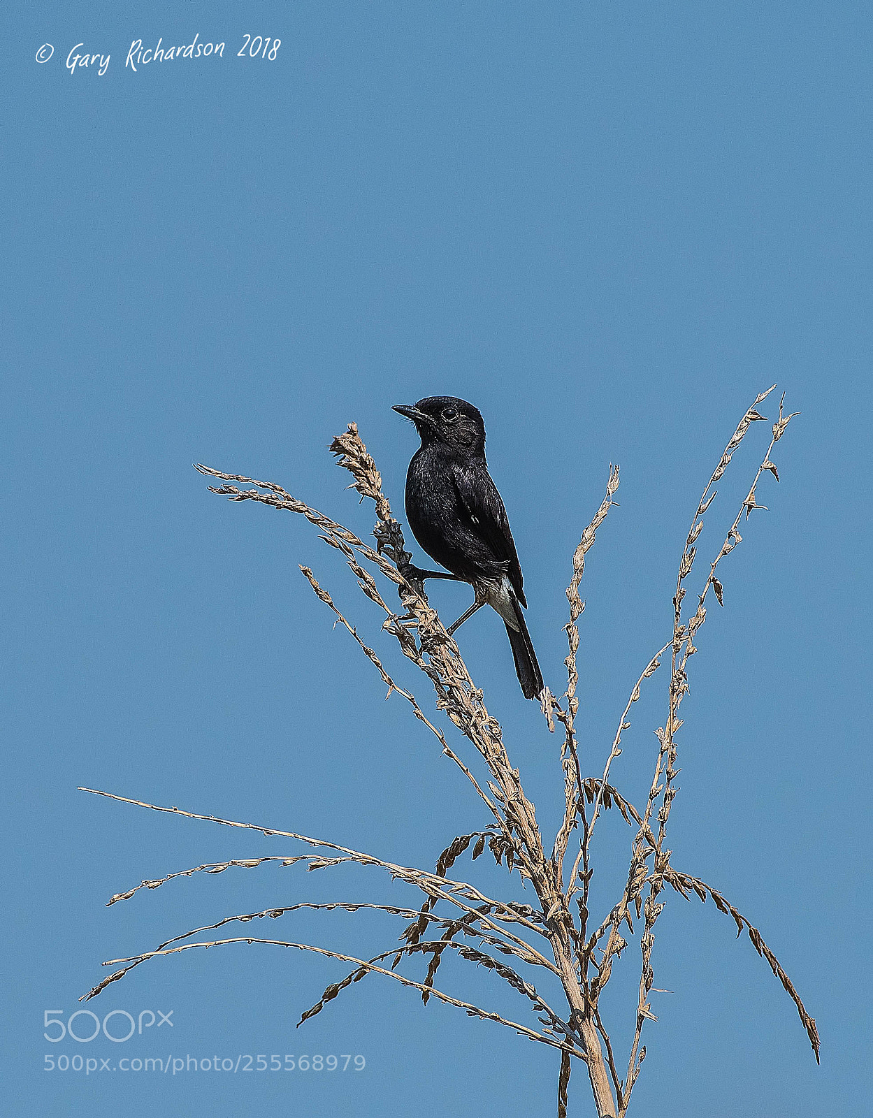 Nikon D500 sample photo. Pied bushchat pak chong photography