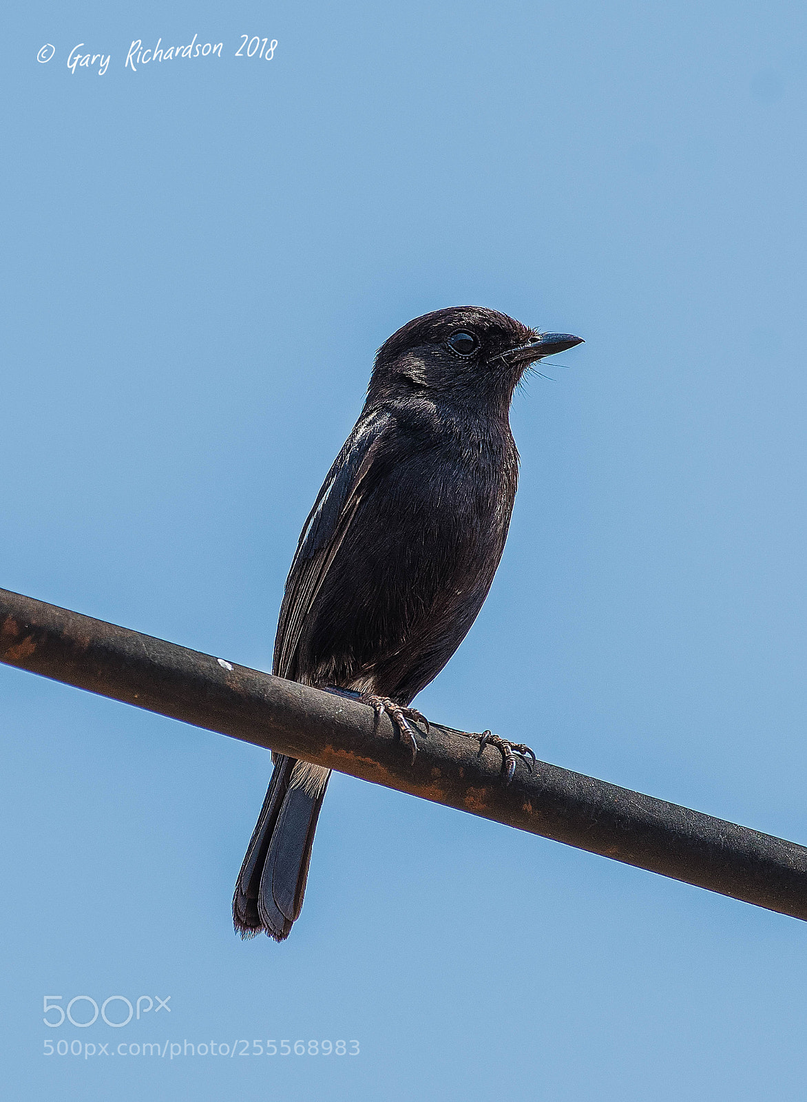 Nikon D500 sample photo. Pied bushchat pak chong photography