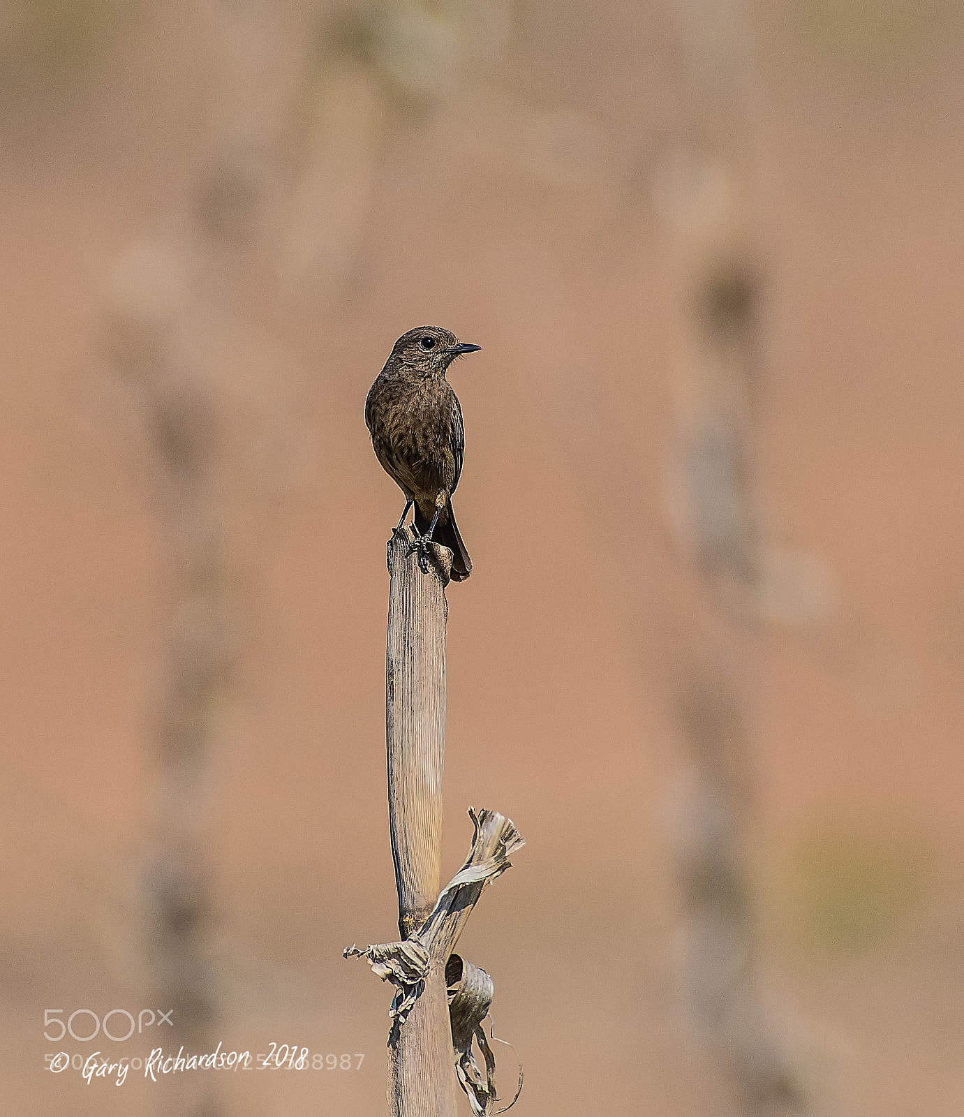Nikon D500 sample photo. Pied bushchat female pak photography