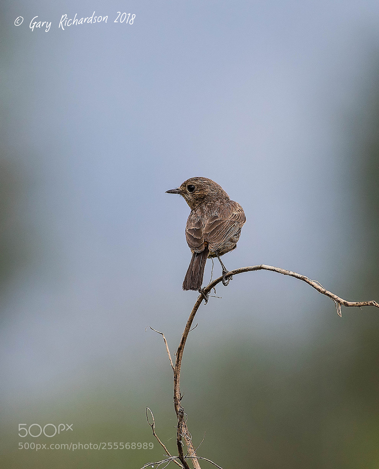Nikon D500 sample photo. Pied bushchat female pak photography