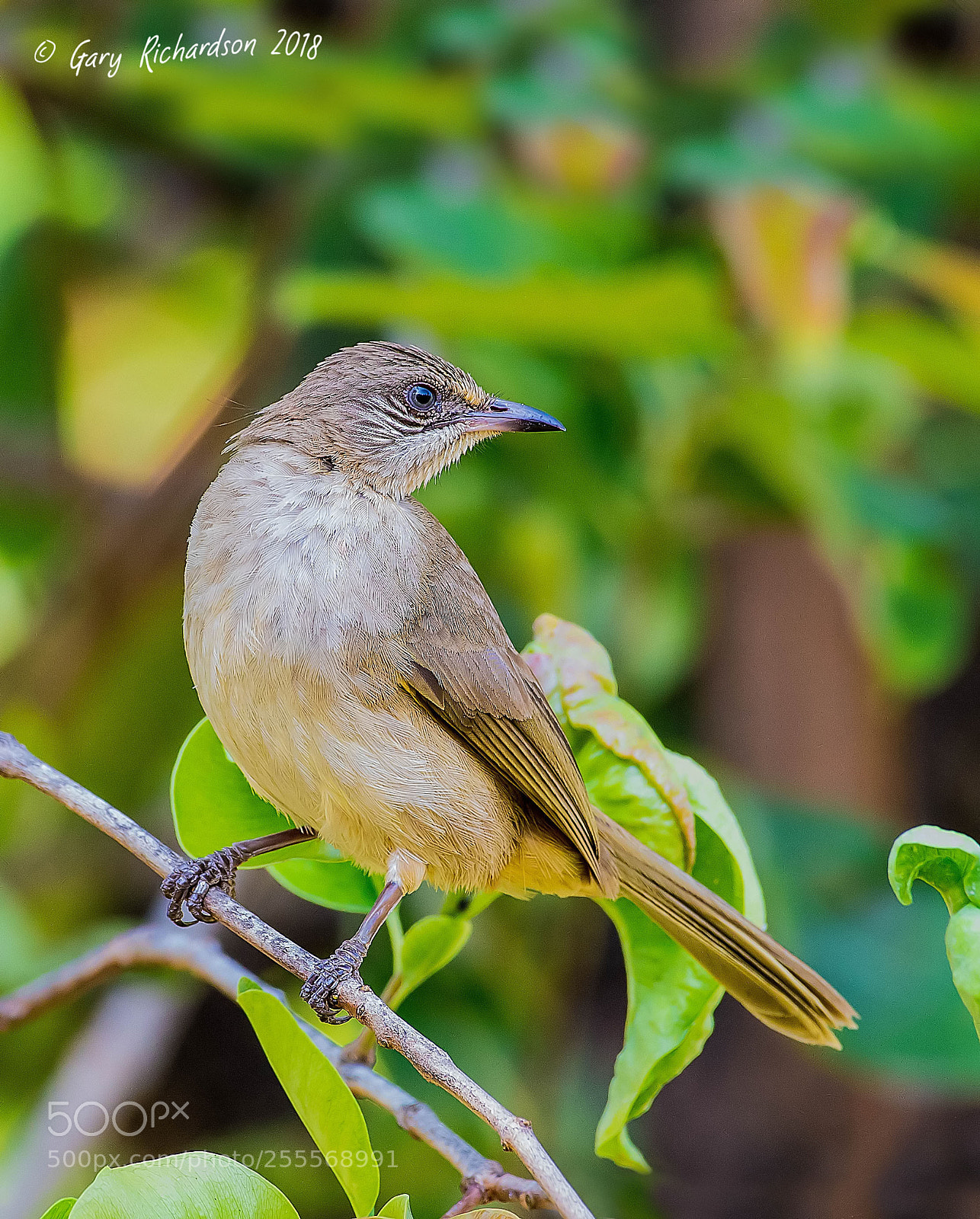 Nikon D500 sample photo. Streak eared bulbul pak photography