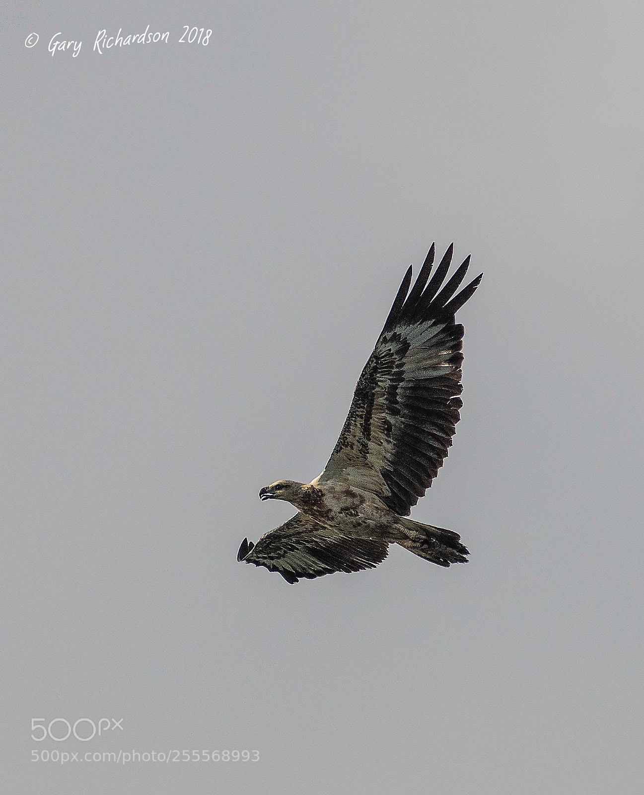 Nikon D500 sample photo. White bellied sea eagle photography