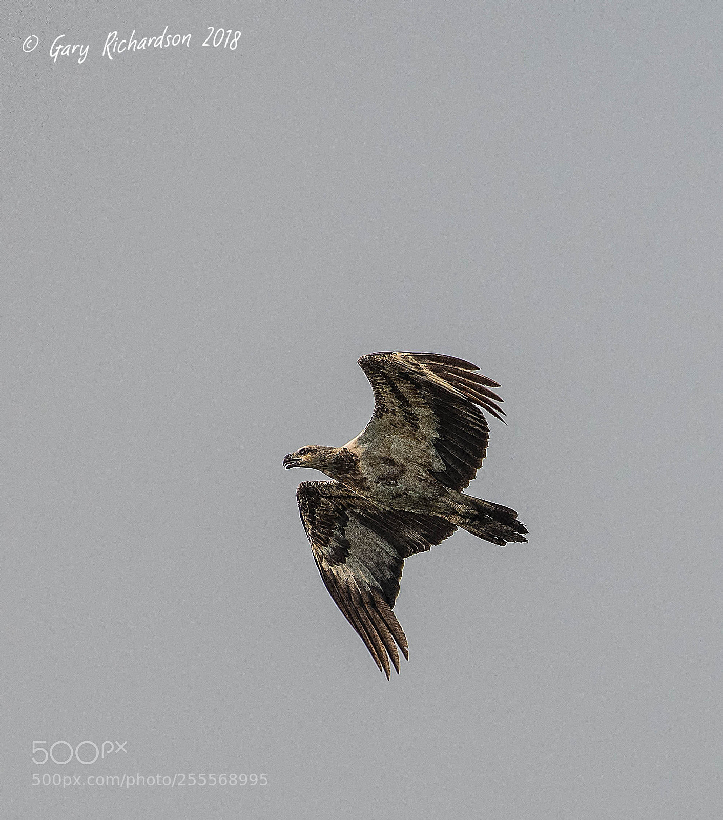 Nikon D500 sample photo. White bellied sea eagle photography