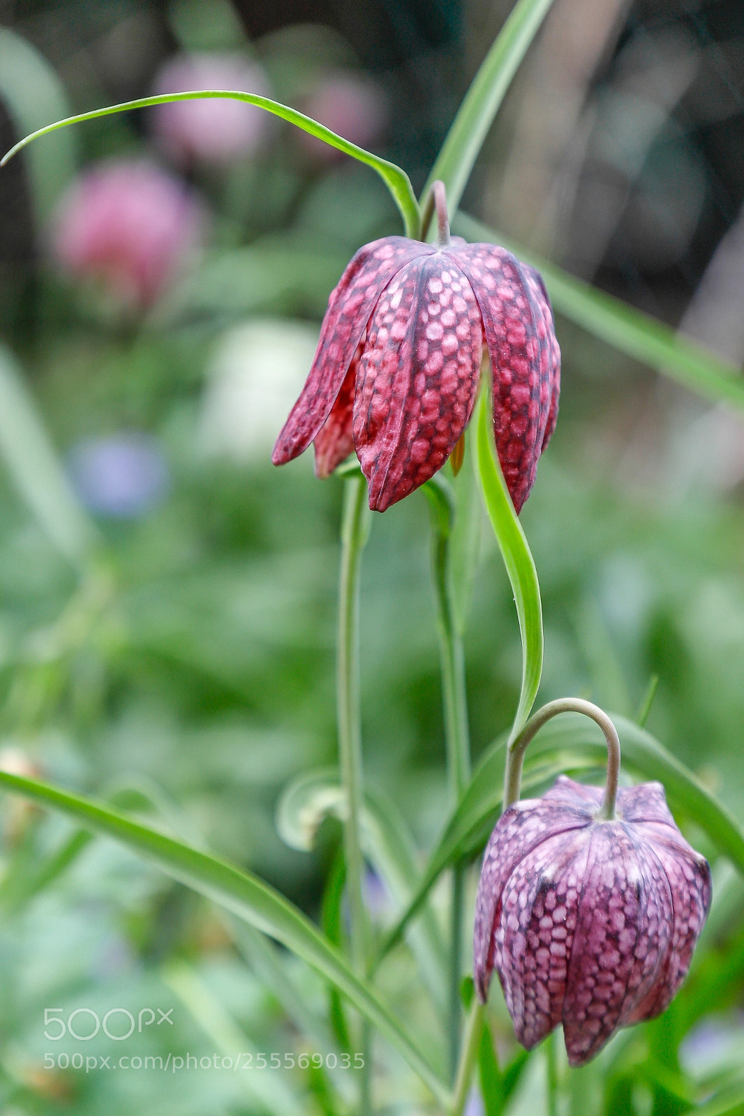 Canon EOS 6D Mark II sample photo. Schachbrettblumen photography