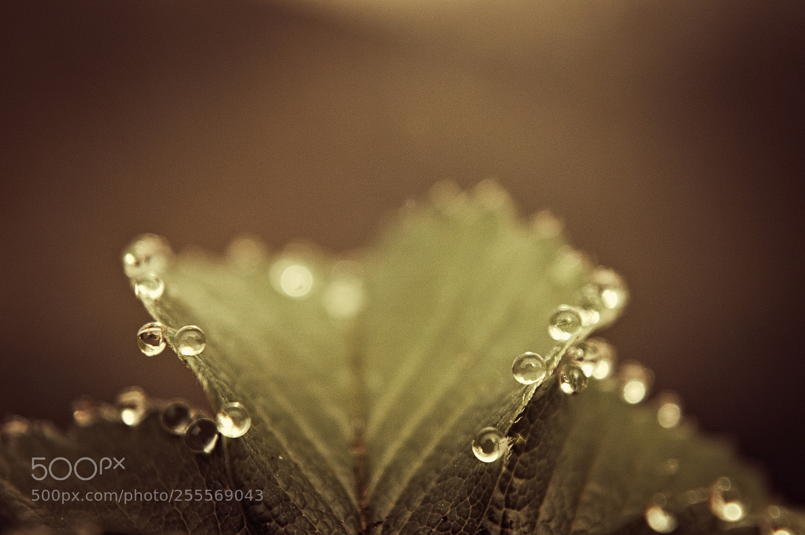Nikon D3200 sample photo. Water drops photography