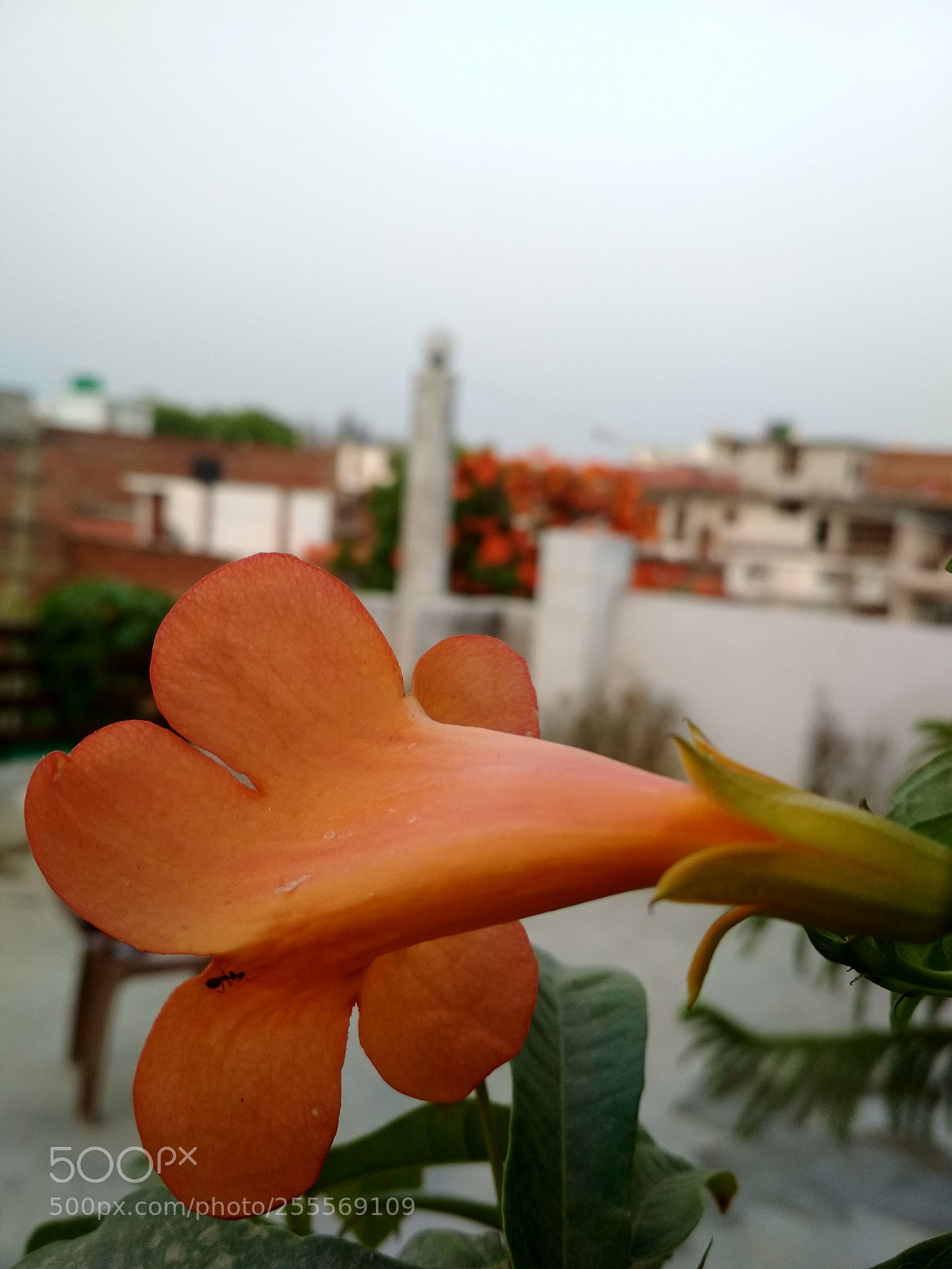 Xiaomi Redmi 4 Pro sample photo. Flower photography