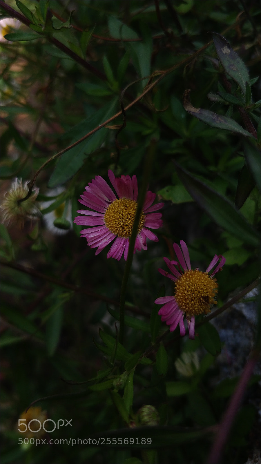 OnePlus 5 sample photo. Flowers photography
