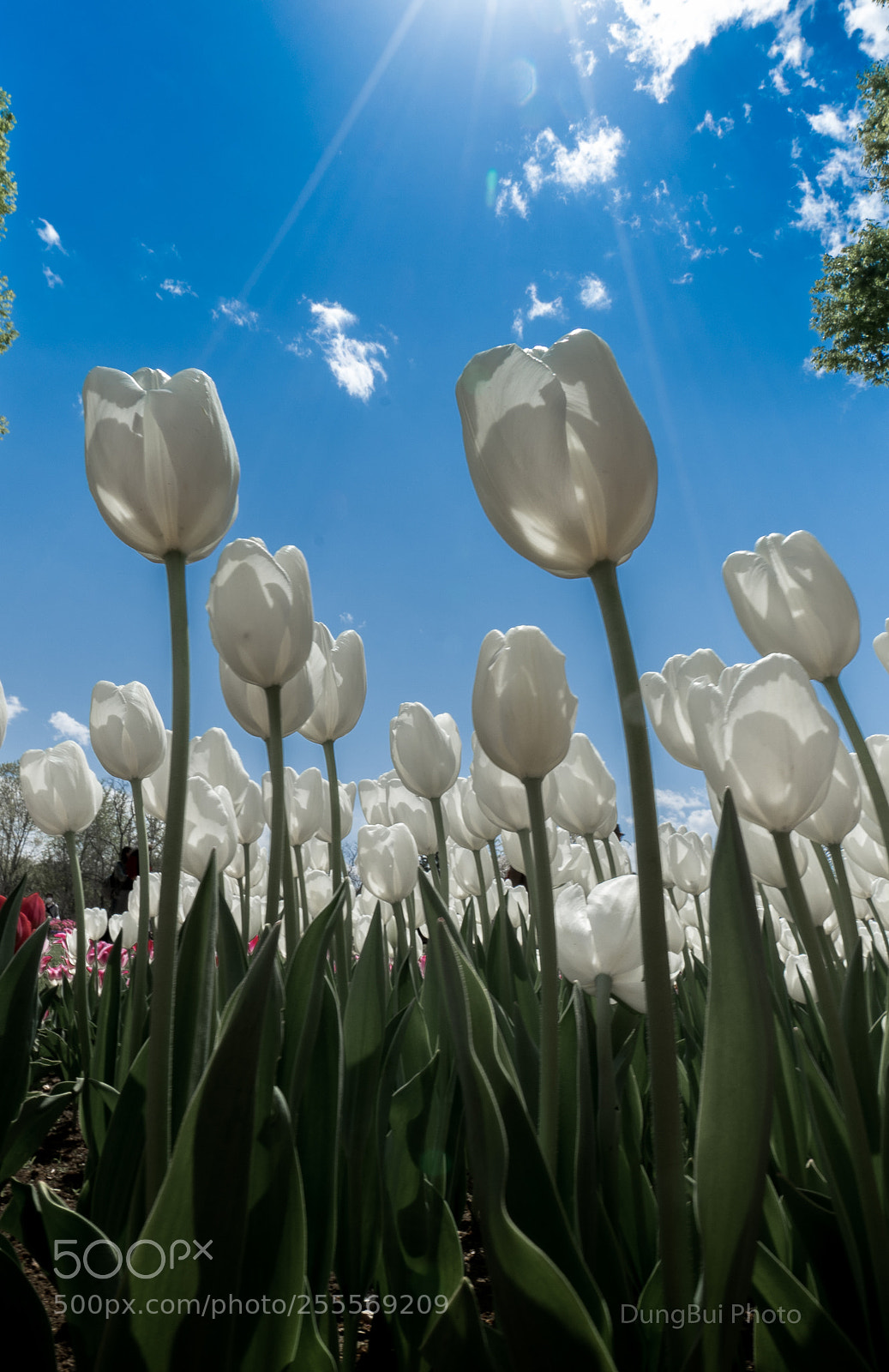 Sony a7 II sample photo. Dsc photography