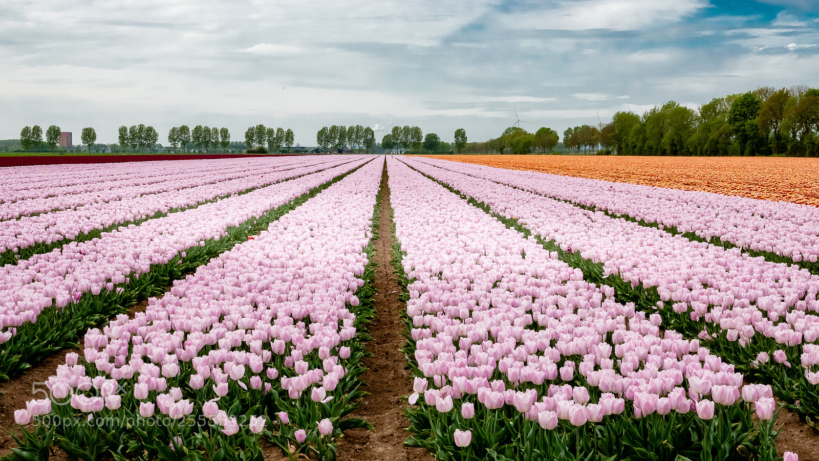 Sony Cyber-shot DSC-RX10 IV sample photo. Tulpenvelden (of ) photography