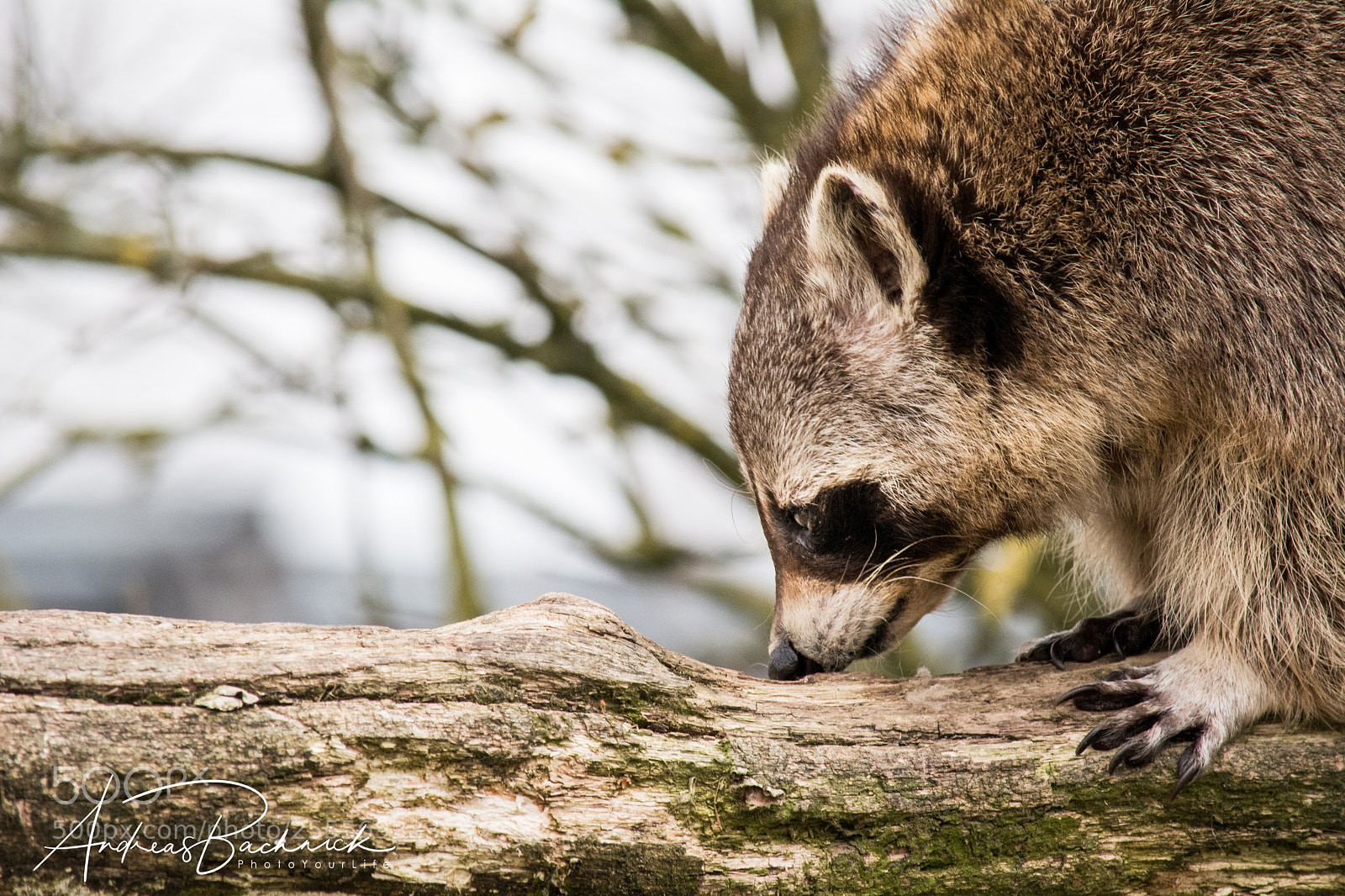 Nikon D5200 sample photo. Racoon from the right photography