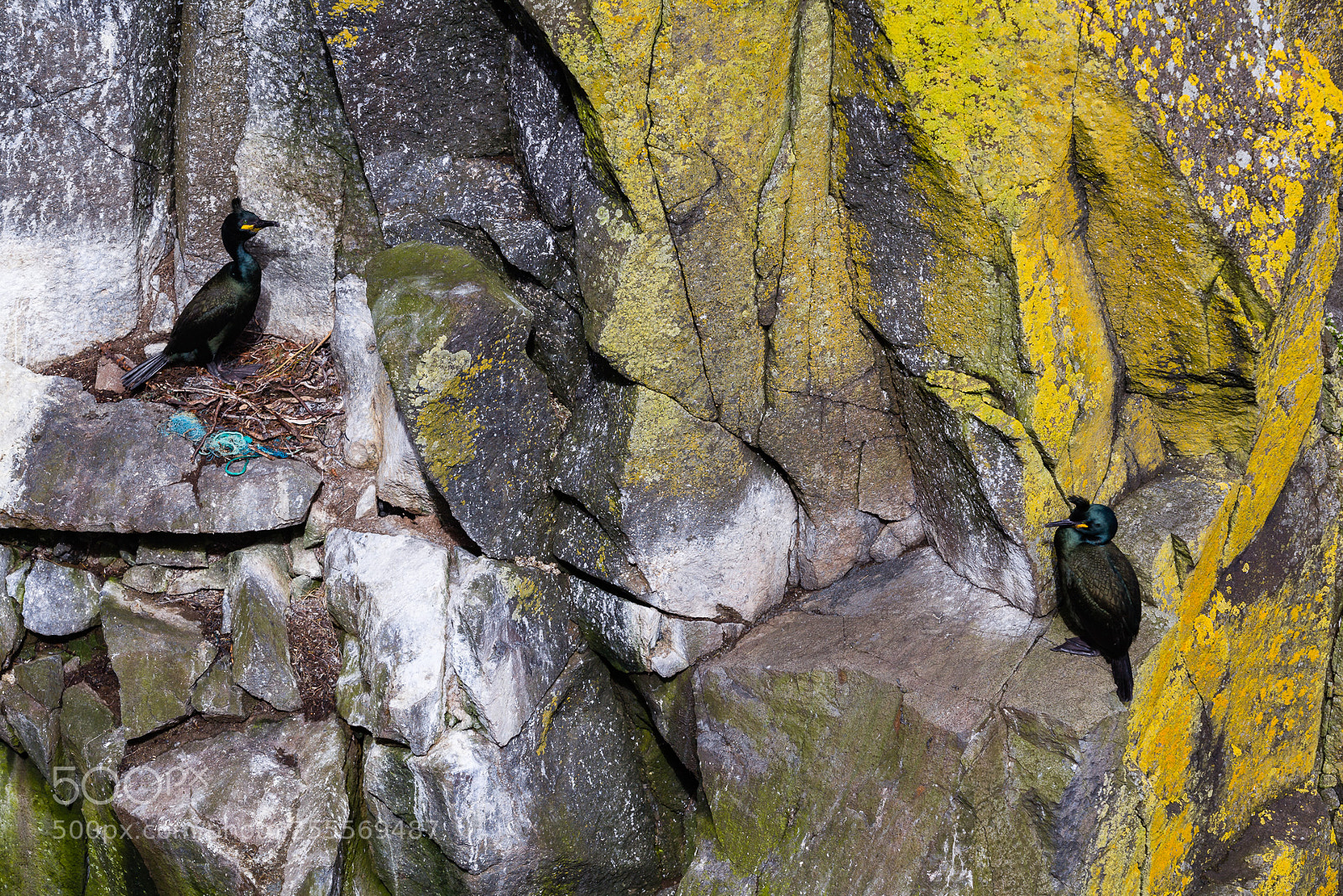 Canon EOS 5D Mark II sample photo. Shags at the cliffs photography