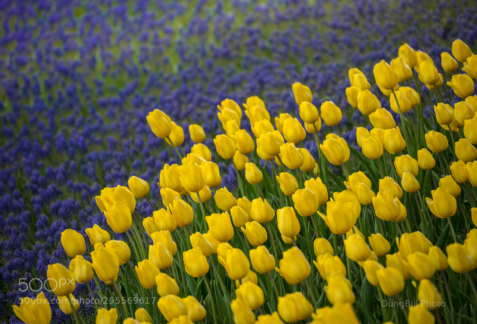 Sony a7 II sample photo. Dsc photography