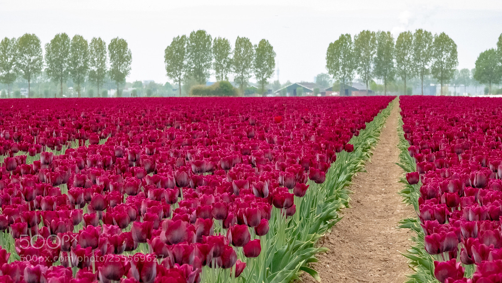 Sony Cyber-shot DSC-RX10 IV sample photo. Tulpenvelden (of ) photography