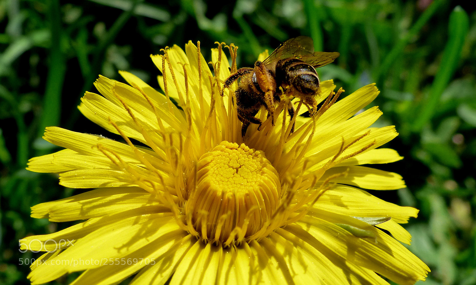 Panasonic Lumix DMC-FZ200 sample photo. Wasp. photography