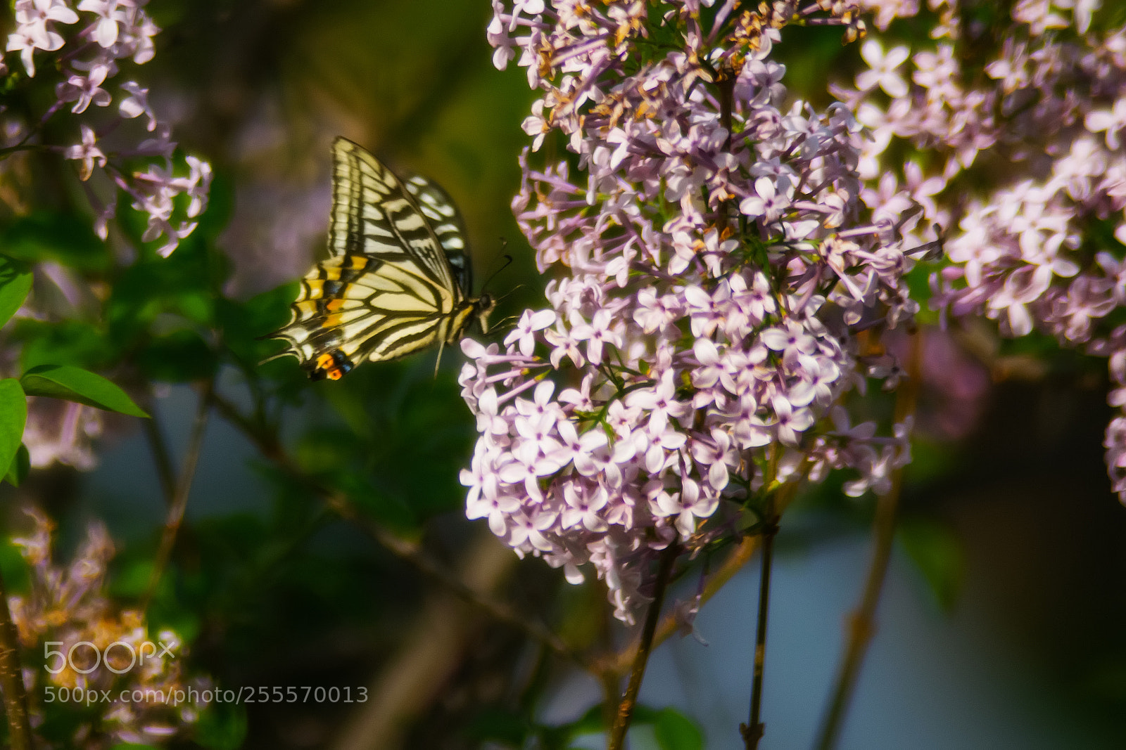 Nikon D5300 sample photo. Natural#lilac#butterfly photography