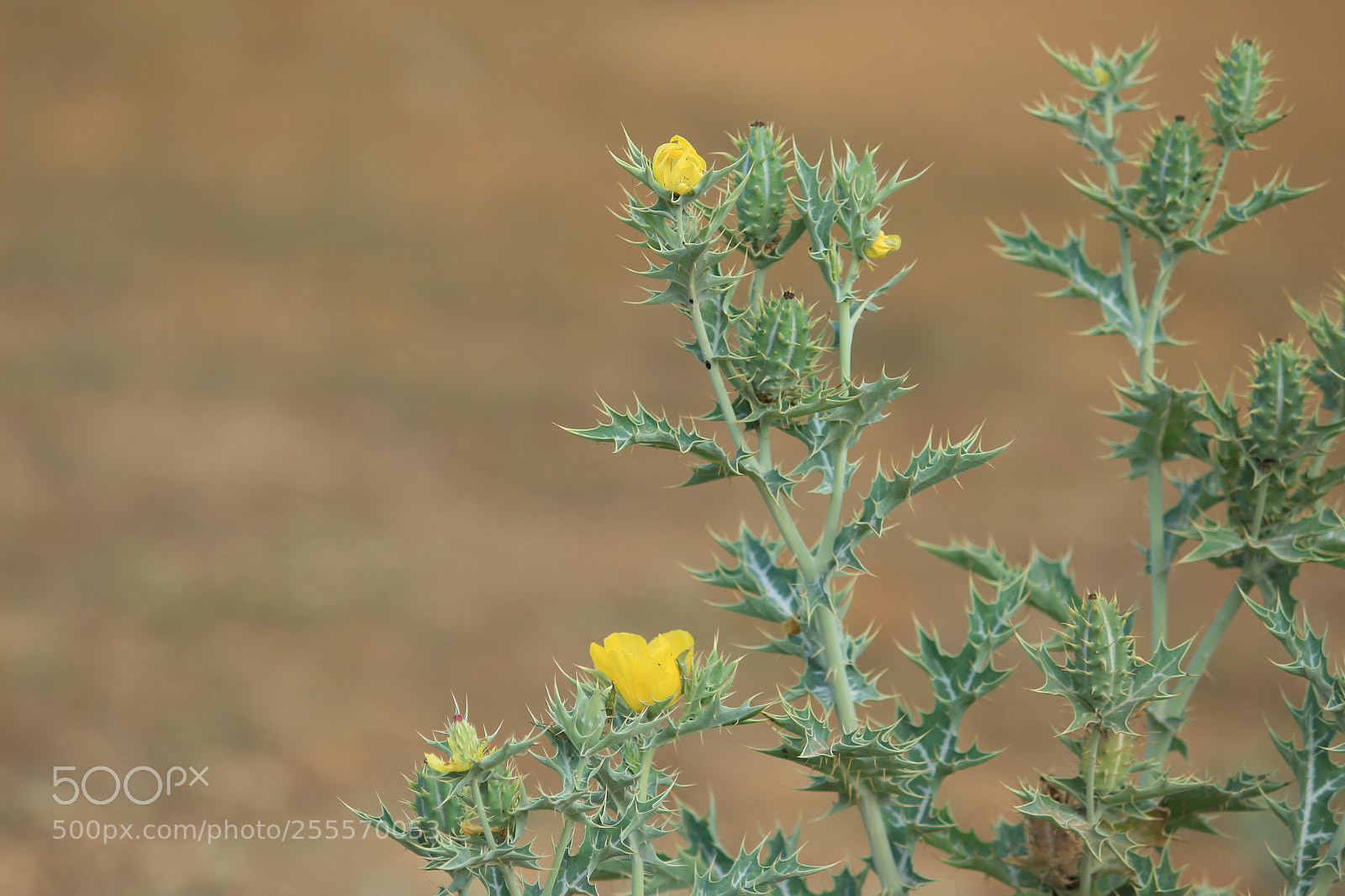 Canon EF-S 55-250mm F4-5.6 IS II sample photo. Img photography