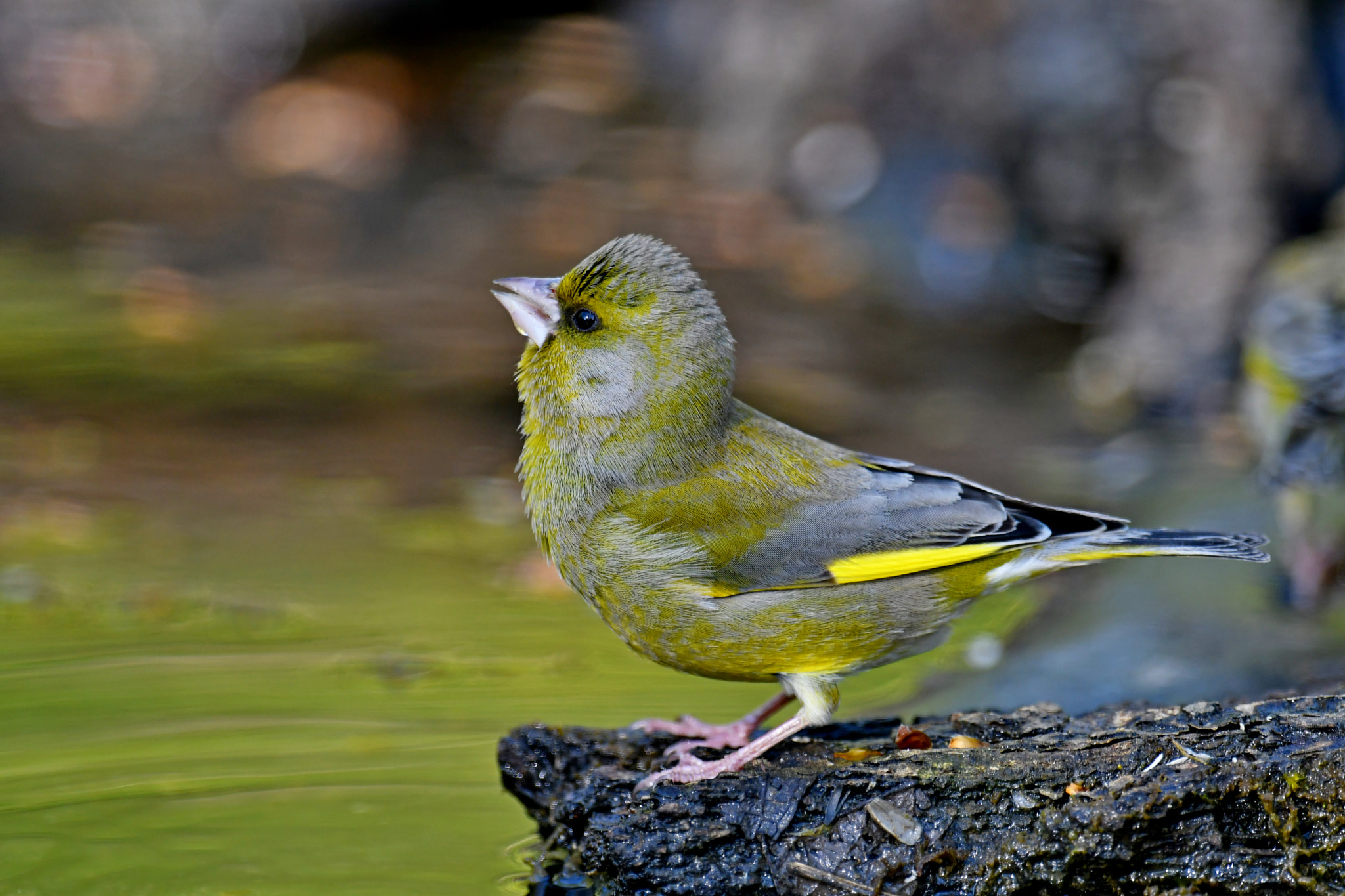 Nikon AF-S Nikkor 600mm F4G ED VR sample photo. Greenfinch photography