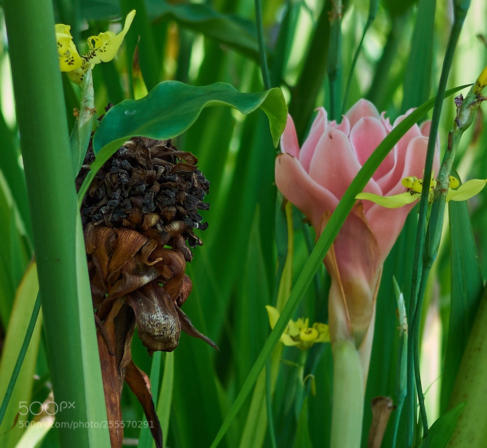 Sony a7R II sample photo. Beauty and the beast photography