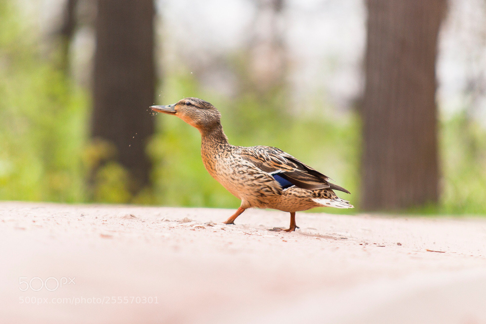 Canon EOS 50D sample photo. Walking in the park photography