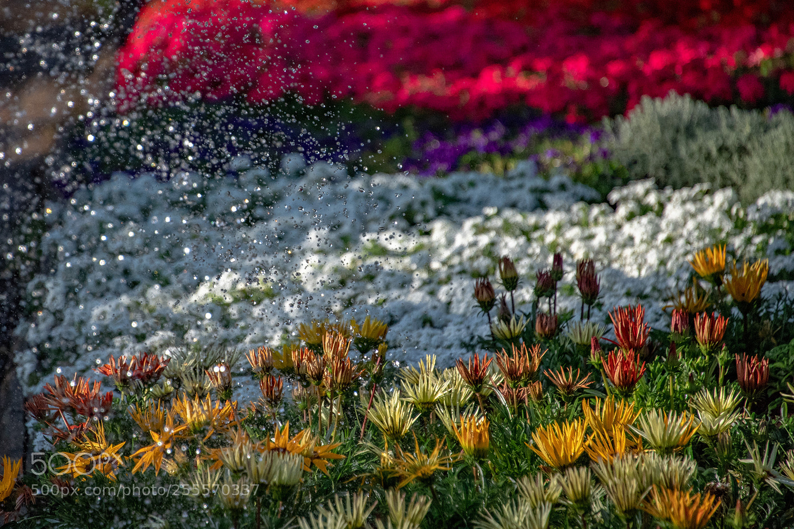 Nikon D5 sample photo. Watering the flowers @ euroflora photography
