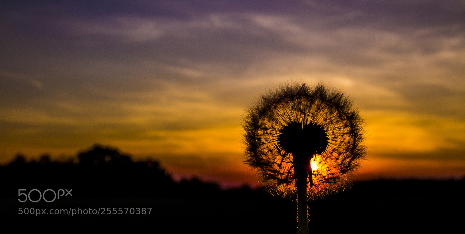 Canon EOS 1200D (EOS Rebel T5 / EOS Kiss X70 / EOS Hi) sample photo. Sunset with flower photography