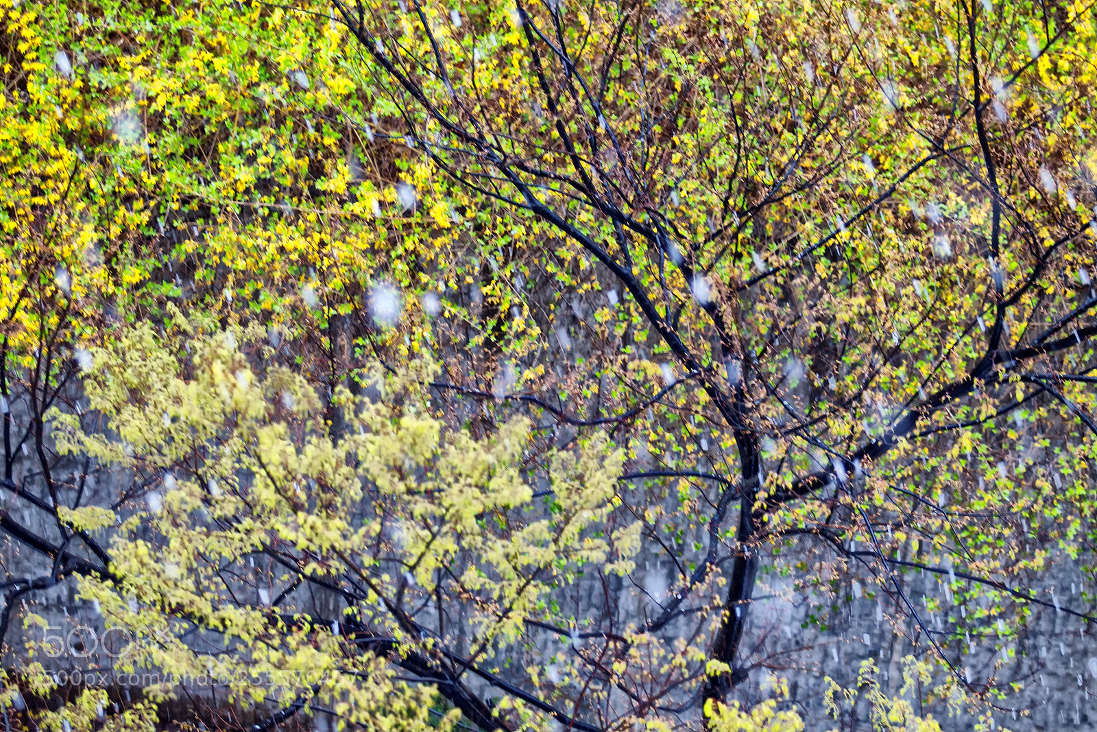 Canon EOS-1D Mark IV sample photo. 눈내리던 봄날 photography