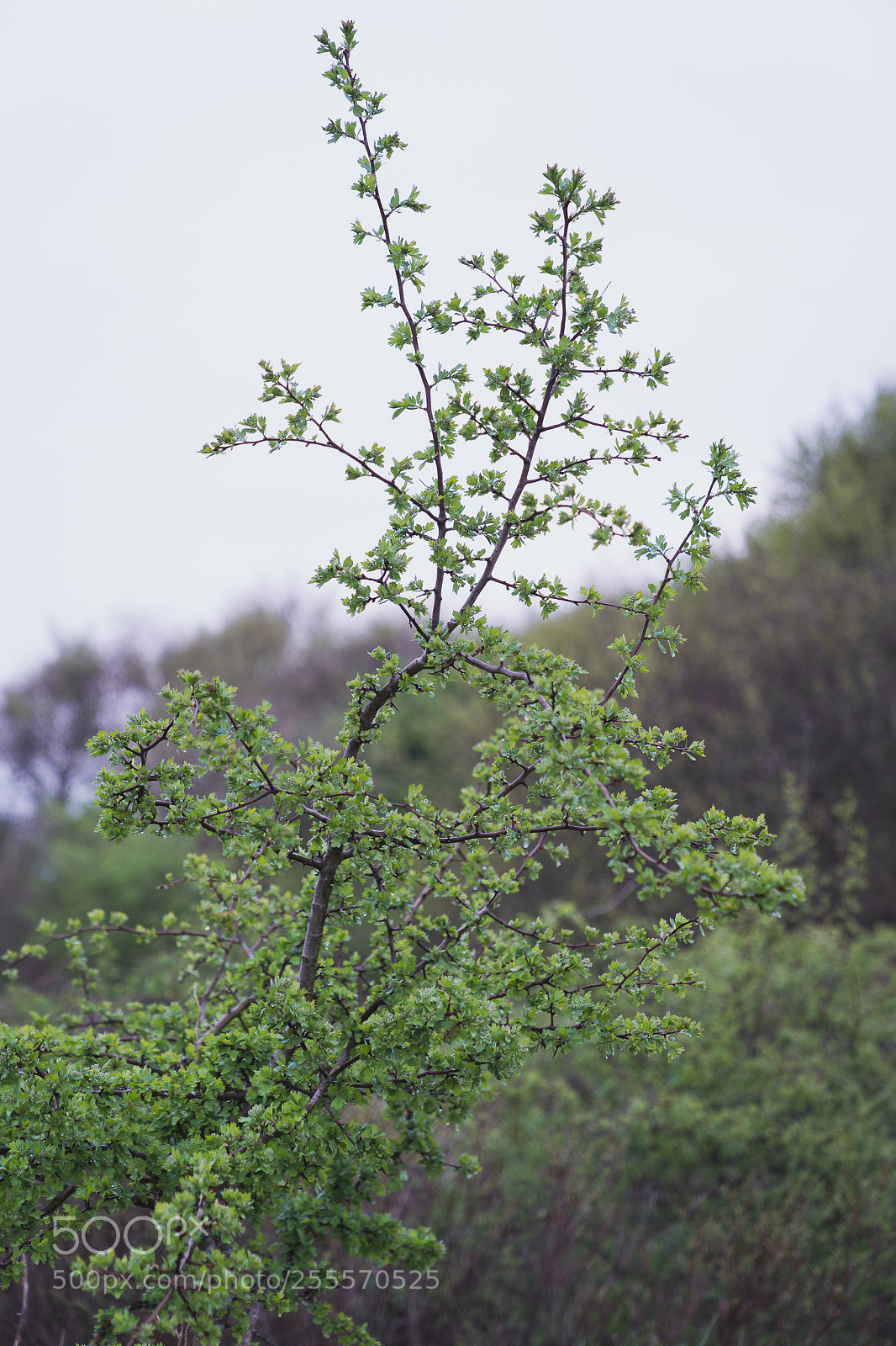 Sony a7 III sample photo. Tree photography