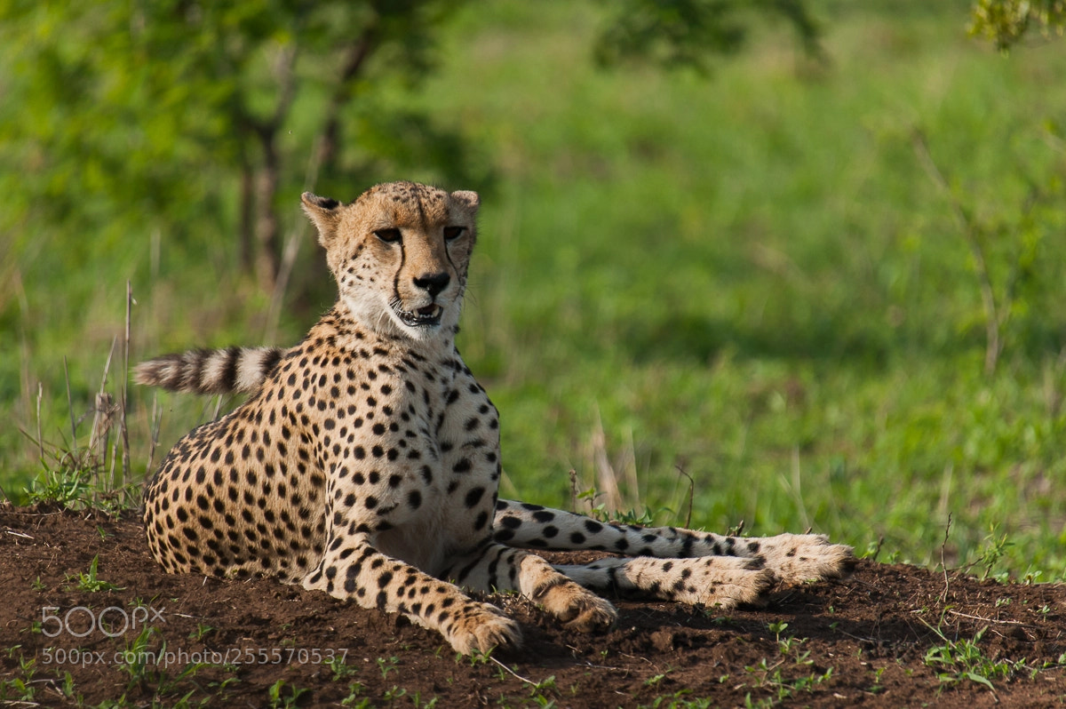 Nikon D700 sample photo. Cheetah photography