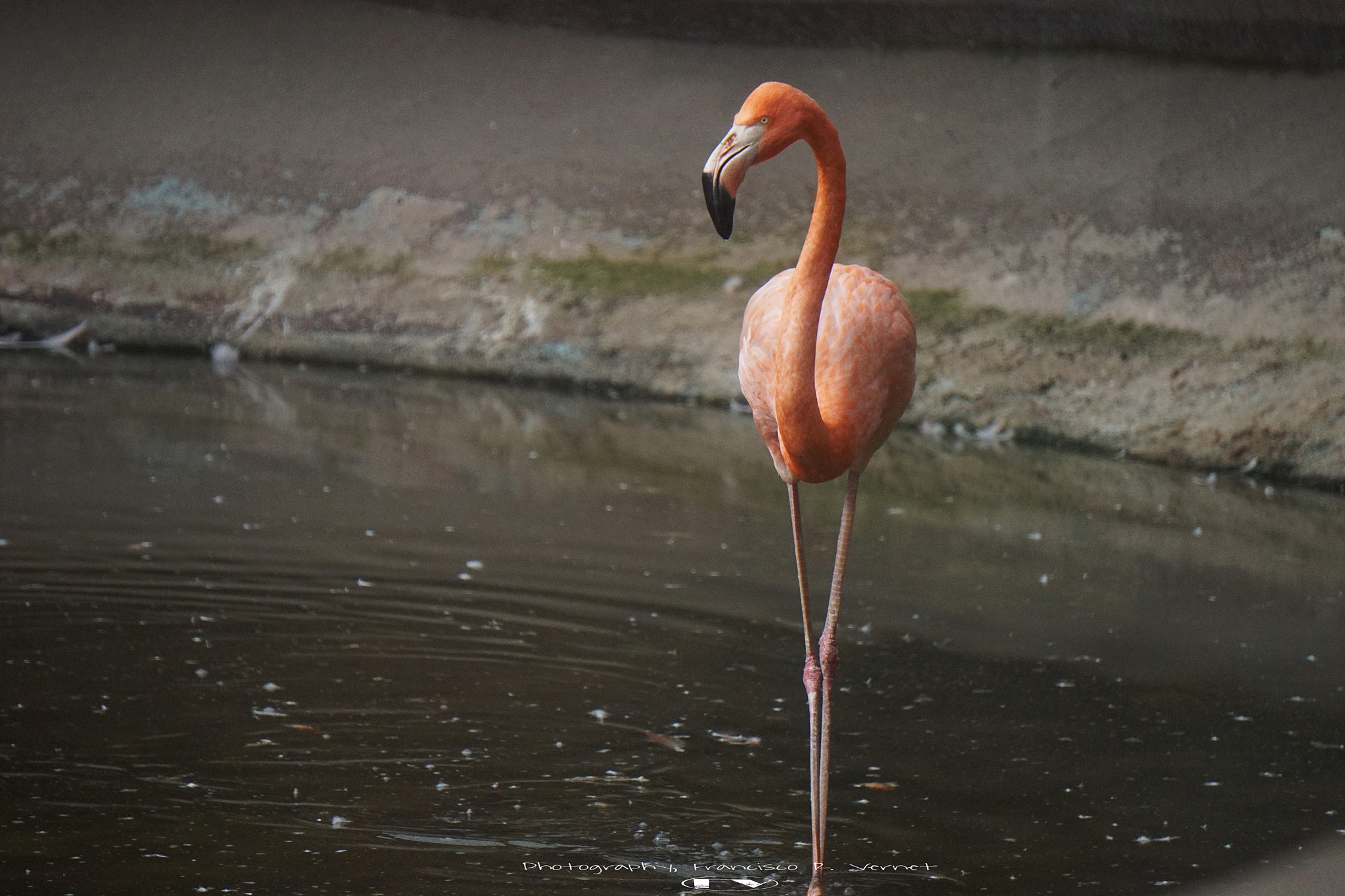Sony E 55-210mm F4.5-6.3 OSS sample photo. Mr. flamingo.... photography