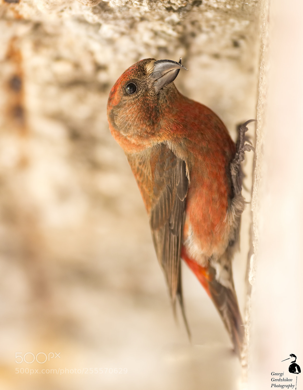 Canon EOS 70D sample photo. Common crossbill photography