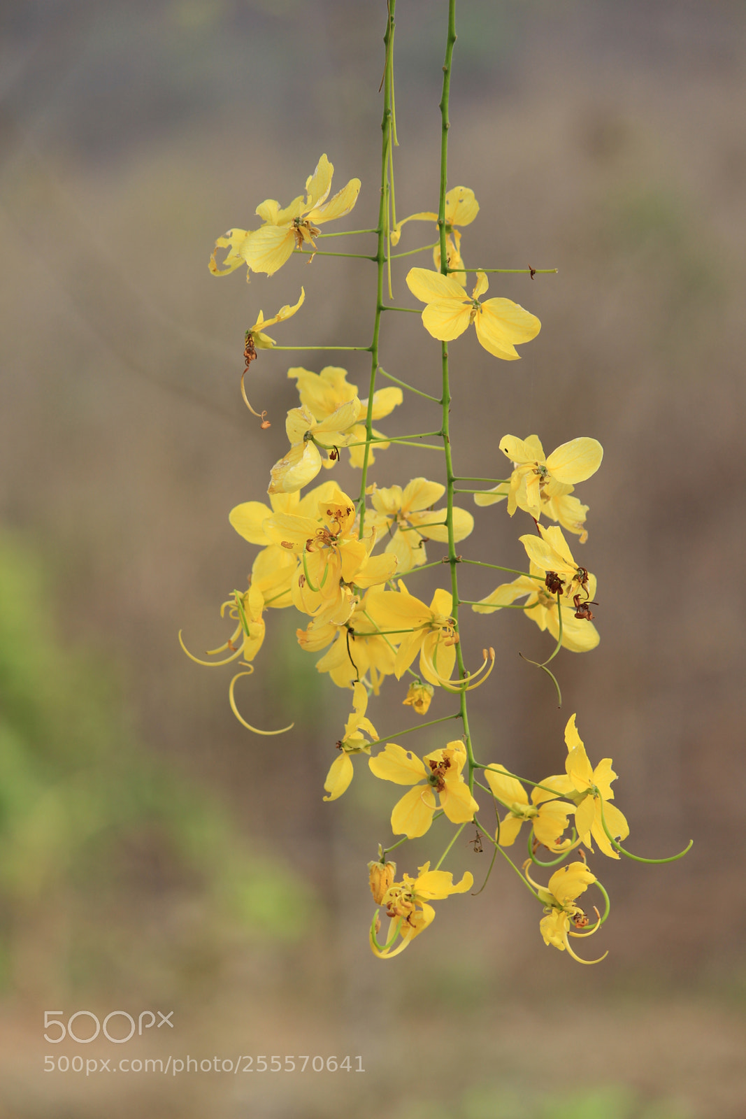 Canon EF-S 55-250mm F4-5.6 IS II sample photo. Img photography